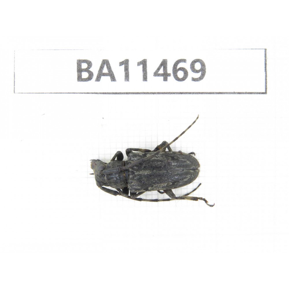 Cerambycidae sp. China,  Yunnan, Dehong, Longchuan county.1Pcs. BA11469.