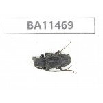 Cerambycidae sp. China,  Yunnan, Dehong, Longchuan county.1Pcs. BA11469.