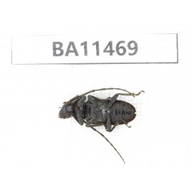 Cerambycidae sp. China,  Yunnan, Dehong, Longchuan county.1Pcs. BA11469.