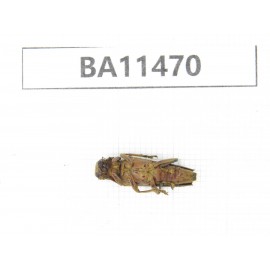 Cerambycidae sp. China,  Yunnan, Dehong, Longchuan county.1Pcs. BA11470.