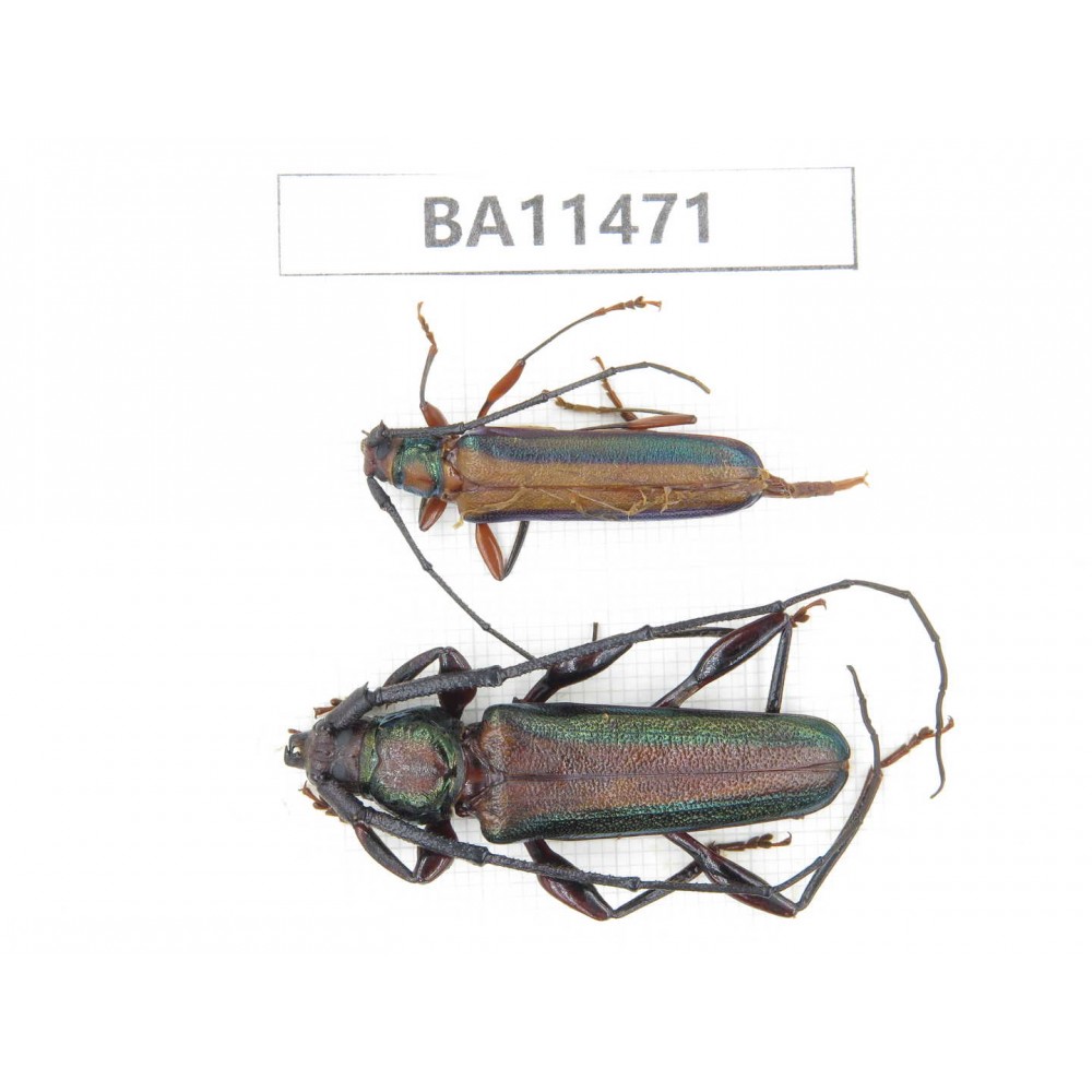 Cerambycidae sp. China,  Yunnan, Dehong, Longchuan county.1P. BA11471.
