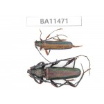 Cerambycidae sp. China,  Yunnan, Dehong, Longchuan county.1P. BA11471.