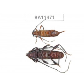 Cerambycidae sp. China,  Yunnan, Dehong, Longchuan county.1P. BA11471.