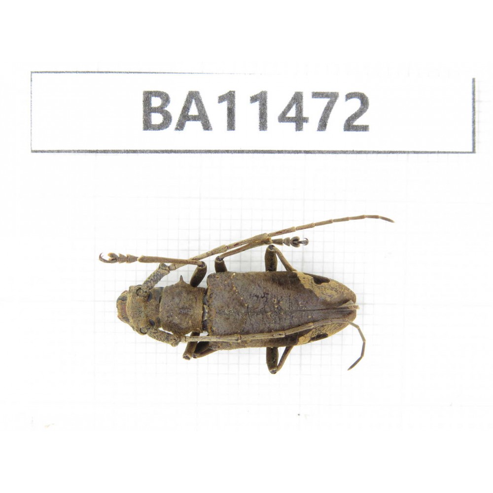 Cerambycidae sp. China,  Yunnan, Dehong, Longchuan county.1Pcs. BA11472.