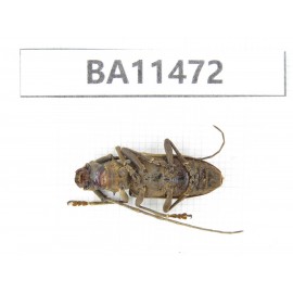 Cerambycidae sp. China,  Yunnan, Dehong, Longchuan county.1Pcs. BA11472.
