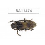 Cerambycidae sp. China,  Yunnan, Dehong, Longchuan county.1Pcs. BA11474.