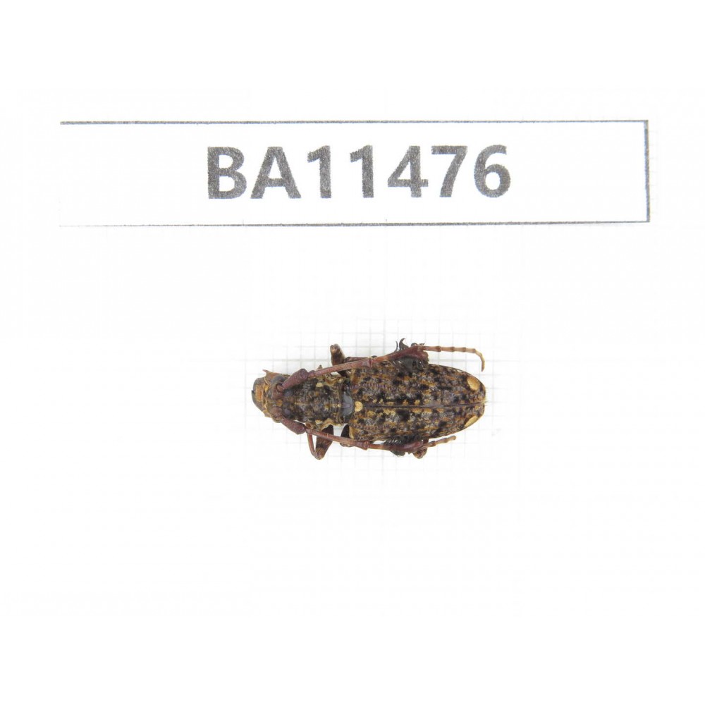 Cerambycidae sp. China,  Yunnan, Dehong, Longchuan county.1Pcs. BA11476.