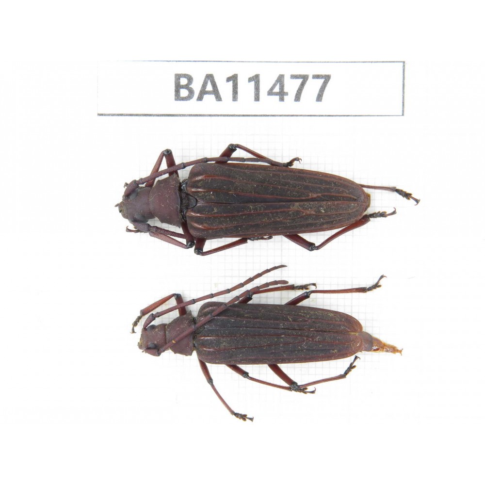 Cerambycidae sp. China,  Yunnan, Dehong, Longchuan county.1P. BA11477.