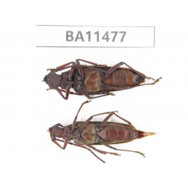 Cerambycidae sp. China,  Yunnan, Dehong, Longchuan county.1P. BA11477.