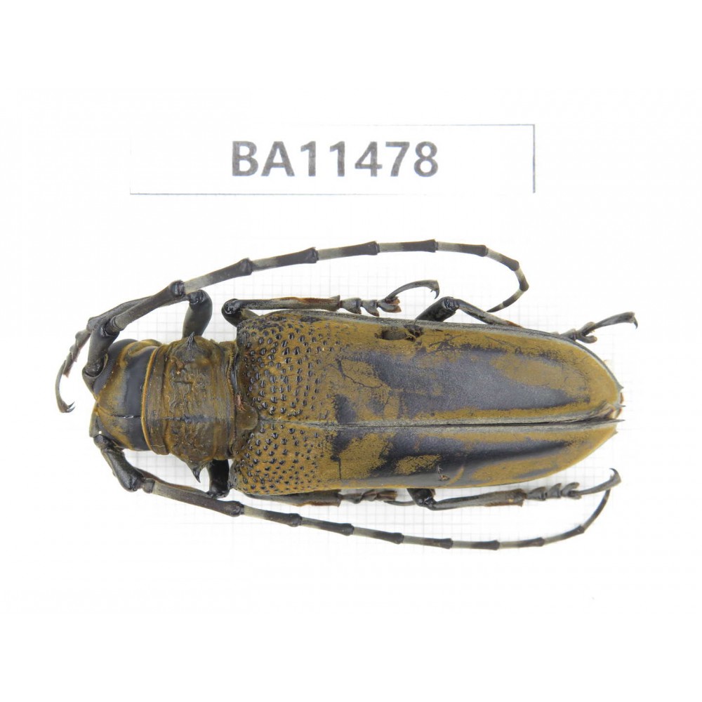 Cerambycidae sp. China,  Yunnan, Dehong, Longchuan county.1Pcs. BA11478.