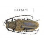 Cerambycidae sp. China,  Yunnan, Dehong, Longchuan county.1Pcs. BA11478.