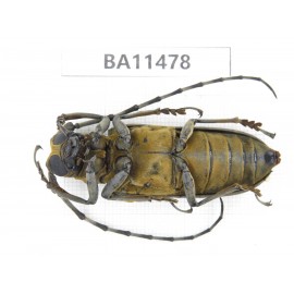 Cerambycidae sp. China,  Yunnan, Dehong, Longchuan county.1Pcs. BA11478.