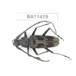 Cerambycidae sp. China,  Yunnan, Dehong, Longchuan county.1Pcs. BA11479.