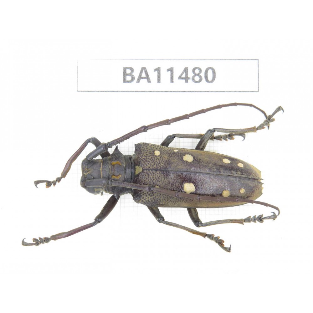 Cerambycidae sp. China,  Yunnan, Dehong, Longchuan county.1Pcs. BA11480.