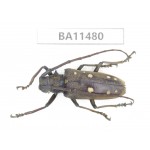 Cerambycidae sp. China,  Yunnan, Dehong, Longchuan county.1Pcs. BA11480.