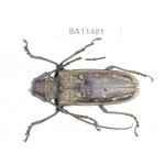 Cerambycidae sp. China,  Yunnan, Dehong, Longchuan county.1Pcs. BA11481.