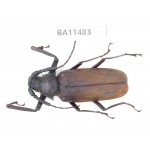 Cerambycidae sp. China,  Yunnan, Dehong, Longchuan county.1Pcs. BA11483.