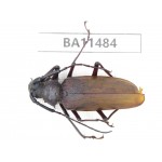 Cerambycidae sp. China,  Yunnan, Dehong, Longchuan county.1Pcs. BA11484.