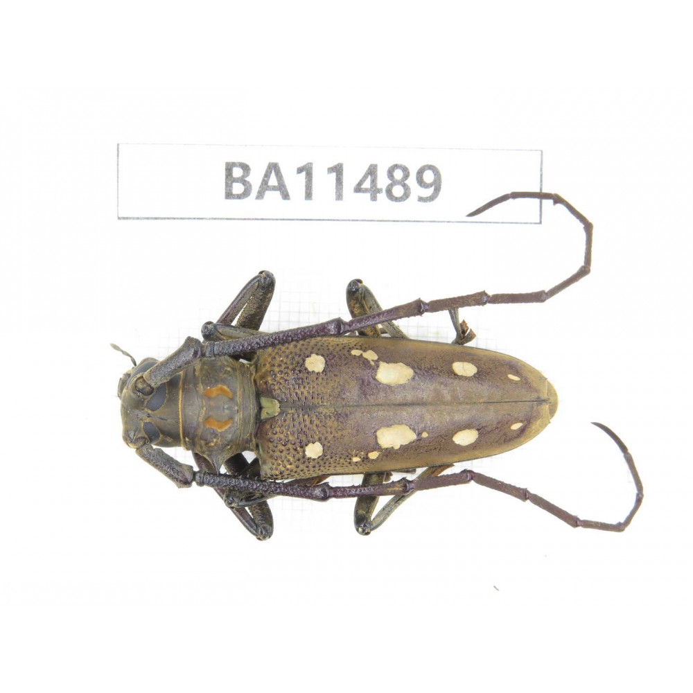 Cerambycidae sp. China,  Yunnan, Dehong, Longchuan county.1Pcs. BA11489.