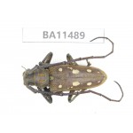 Cerambycidae sp. China,  Yunnan, Dehong, Longchuan county.1Pcs. BA11489.