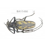 Cerambycidae sp. China,  Yunnan, Dehong, Longchuan county.1Pcs. BA11490.