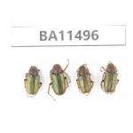 Melolonthidae sp. China,  Tibet, Lhasa, Drigungtil. 4Pcs. BA11496.