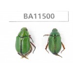 Rutelidae sp. China, Tibet, Xigaze, Jilong county. 2Pcs. BA11500.