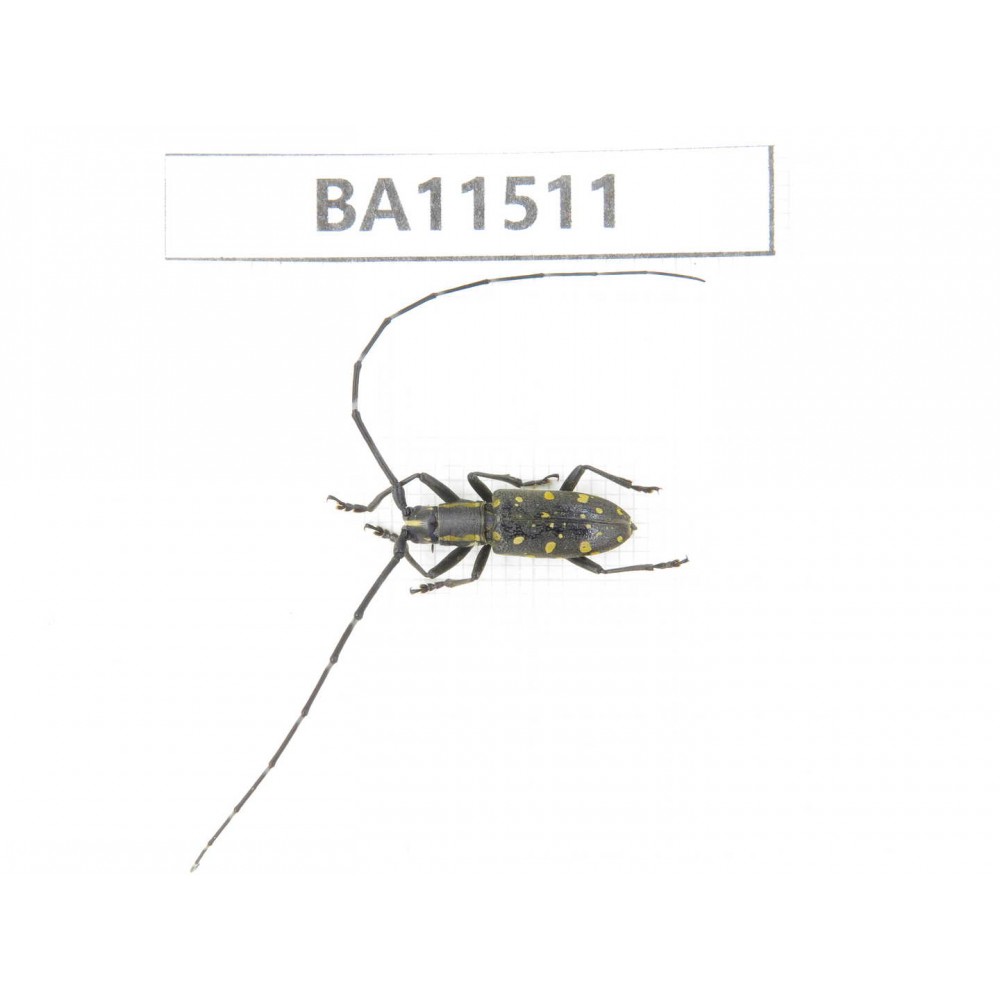 Cerambycidae sp. China, Heilongjiang, Mudanjiang. 1Pcs. BA11511.