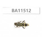 Cerambycidae sp. China, Heilongjiang, Mudanjiang. 1Pcs. BA11512.