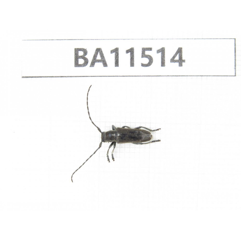 Cerambycidae sp. China, Heilongjiang, Mudanjiang. 1Pcs. BA11514.