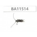 Cerambycidae sp. China, Heilongjiang, Mudanjiang. 1Pcs. BA11514.