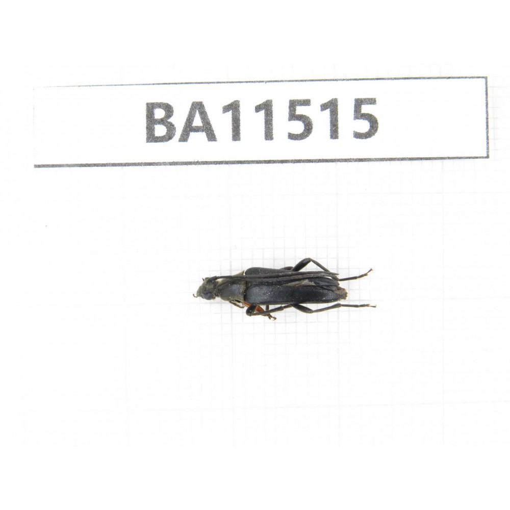 Cerambycidae sp. China, Heilongjiang, Mudanjiang. 1Pcs. BA11515.