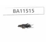 Cerambycidae sp. China, Heilongjiang, Mudanjiang. 1Pcs. BA11515.