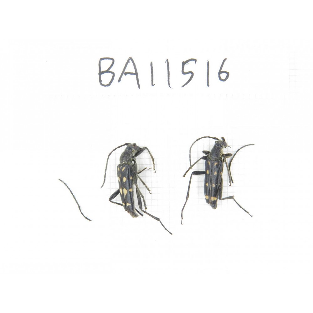 Cerambycidae sp. China, Heilongjiang, Mudanjiang. 2Pcs. BA11516.