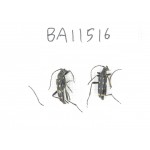 Cerambycidae sp. China, Heilongjiang, Mudanjiang. 2Pcs. BA11516.