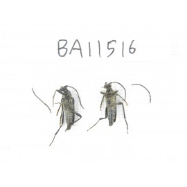 Cerambycidae sp. China, Heilongjiang, Mudanjiang. 2Pcs. BA11516.