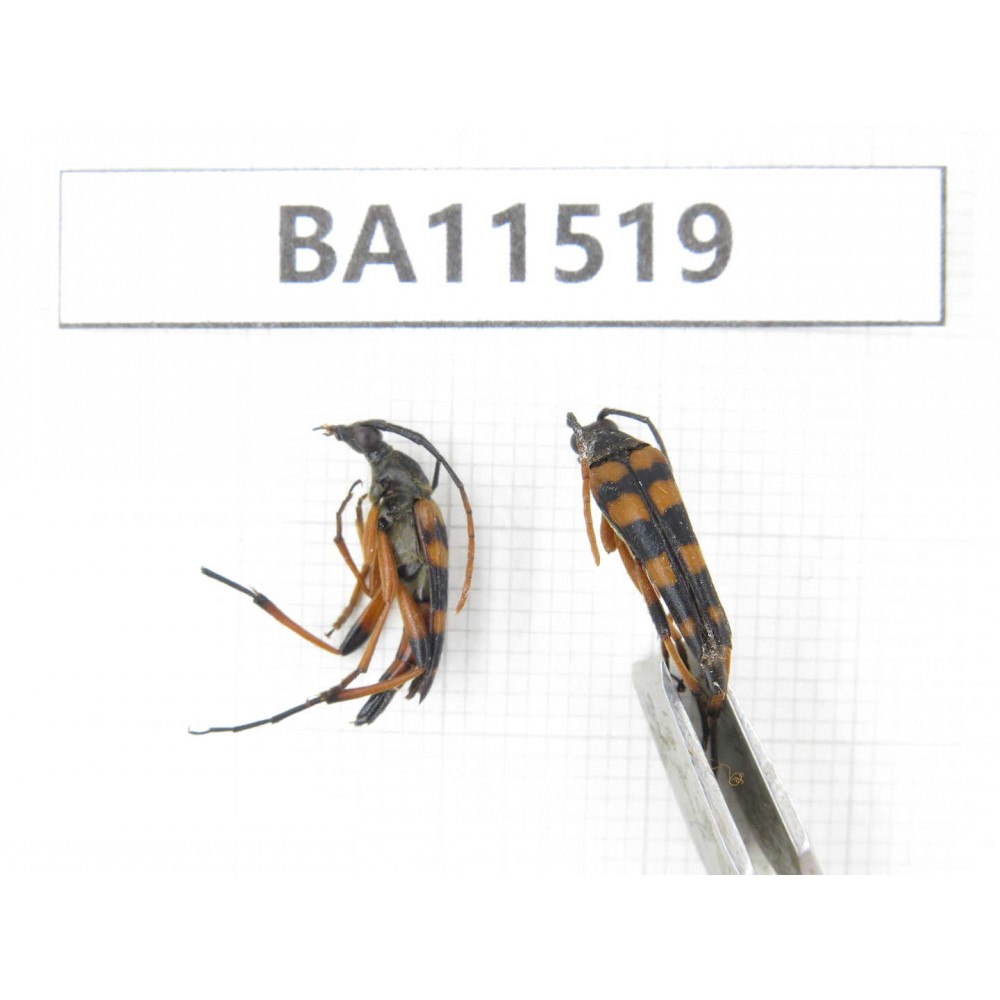 Cerambycidae sp. China, Heilongjiang, Mudanjiang. 2Pcs. BA11519.