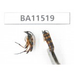 Cerambycidae sp. China, Heilongjiang, Mudanjiang. 2Pcs. BA11519.