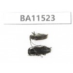 Cerambycidae sp. China, Heilongjiang, Mudanjiang. 2Pcs. BA11523.