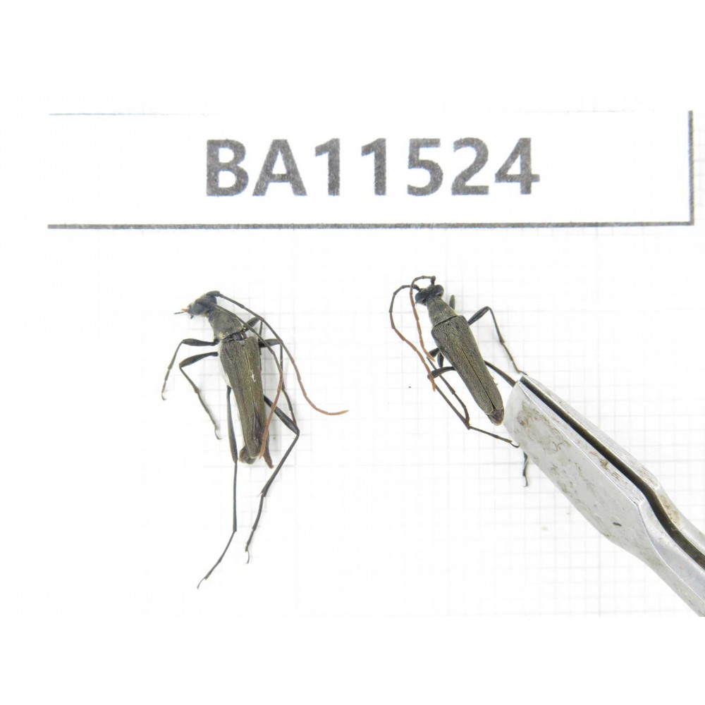 Cerambycidae sp. China, Heilongjiang, Mudanjiang. 2Pcs. BA11524.