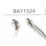 Cerambycidae sp. China, Heilongjiang, Mudanjiang. 2Pcs. BA11524.