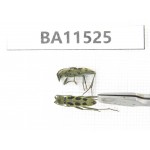 Cerambycidae sp. China, Heilongjiang, Mudanjiang. 2Pcs. BA11525.