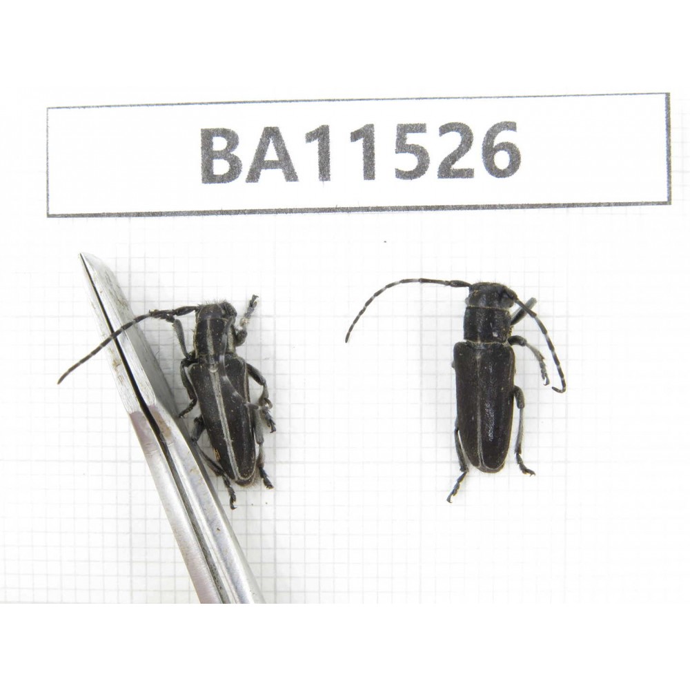 Cerambycidae sp. China, Heilongjiang, Mudanjiang. 2Pcs. BA11526.