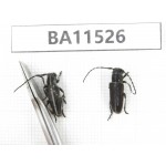 Cerambycidae sp. China, Heilongjiang, Mudanjiang. 2Pcs. BA11526.