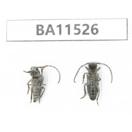 Cerambycidae sp. China, Heilongjiang, Mudanjiang. 2Pcs. BA11526.