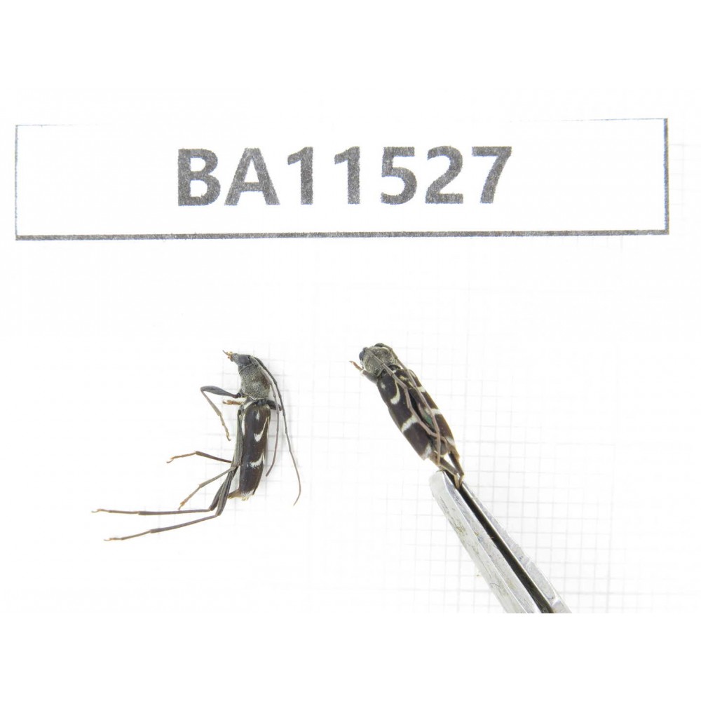 Cerambycidae sp. China, Heilongjiang, Mudanjiang. 2Pcs. BA11527.