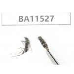 Cerambycidae sp. China, Heilongjiang, Mudanjiang. 2Pcs. BA11527.