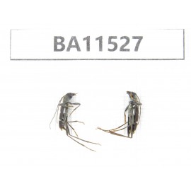 Cerambycidae sp. China, Heilongjiang, Mudanjiang. 2Pcs. BA11527.