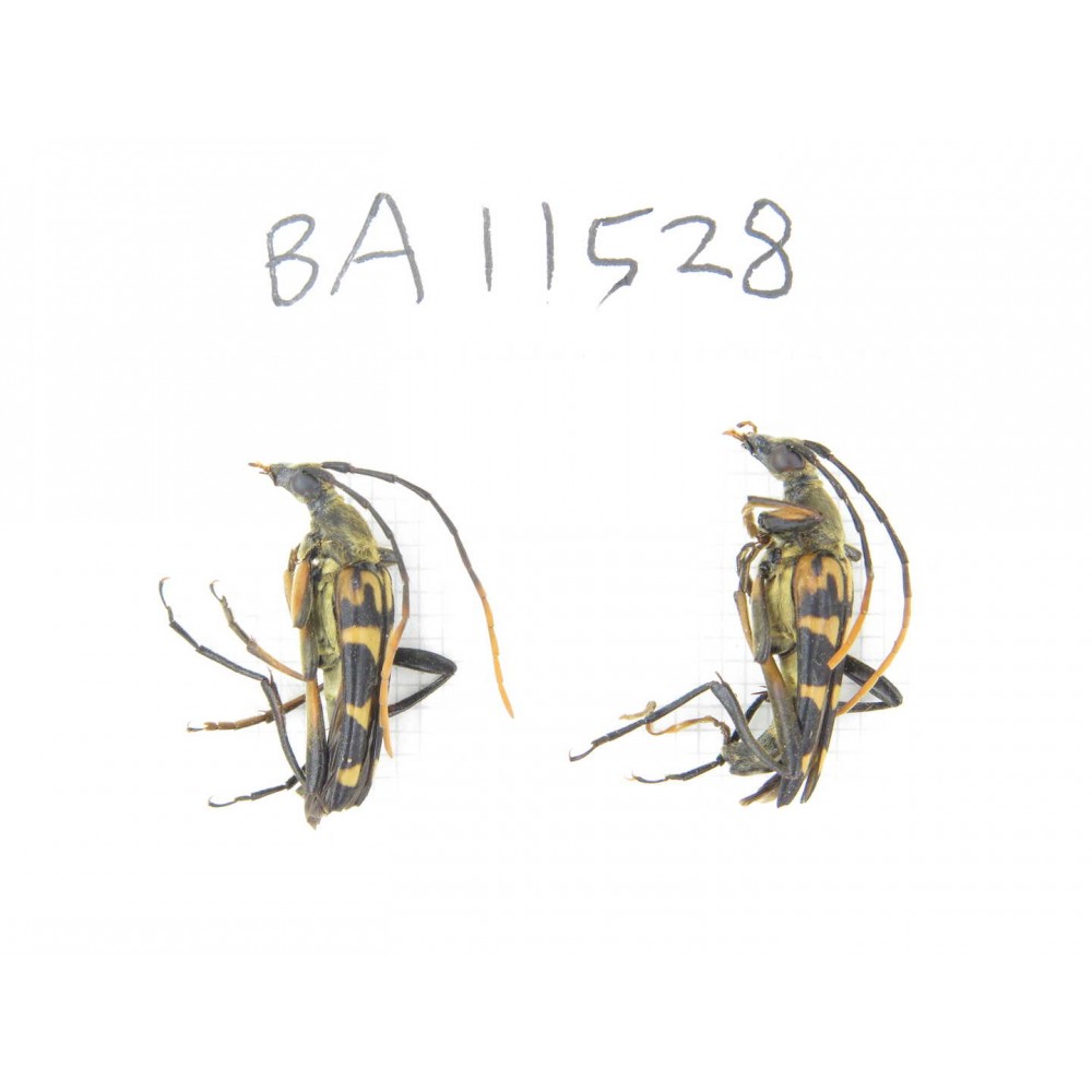 Cerambycidae sp. China, Heilongjiang, Mudanjiang. 2Pcs. BA11528.