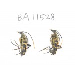 Cerambycidae sp. China, Heilongjiang, Mudanjiang. 2Pcs. BA11528.